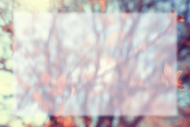 Photo frame for text background transparent blurred tree branches spring