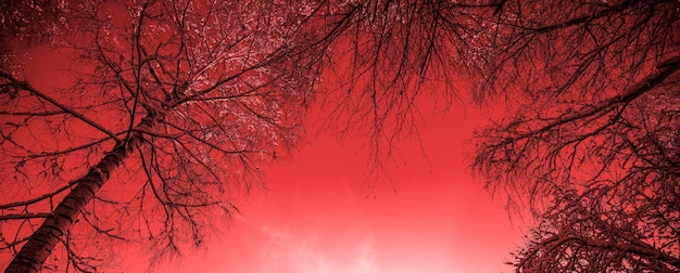 Frame of trees against the red sky Birch branches are covered with snow Horizontal banner