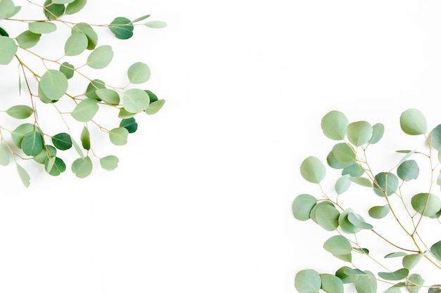 frame van groene takken eucalyptus bladeren op een witte achtergrond vlakke lay-out top view