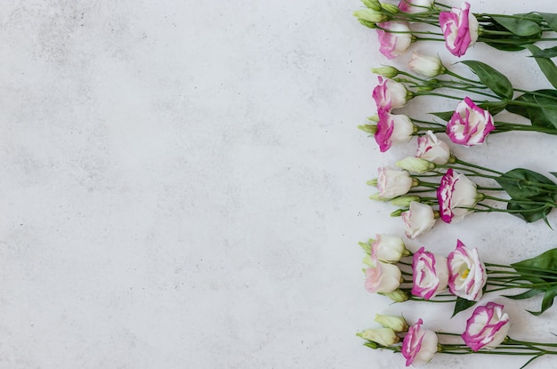 Frame van heldere eustomabloemen op een witte concrete achtergrond. Bloemen samenstelling. bovenaanzicht, plat lag, kopieer ruimte
