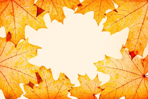 Frame van herfst rood gele esdoorn bladeren met natuurlijke textuur op beige achtergrond kopie ruimteontwerp