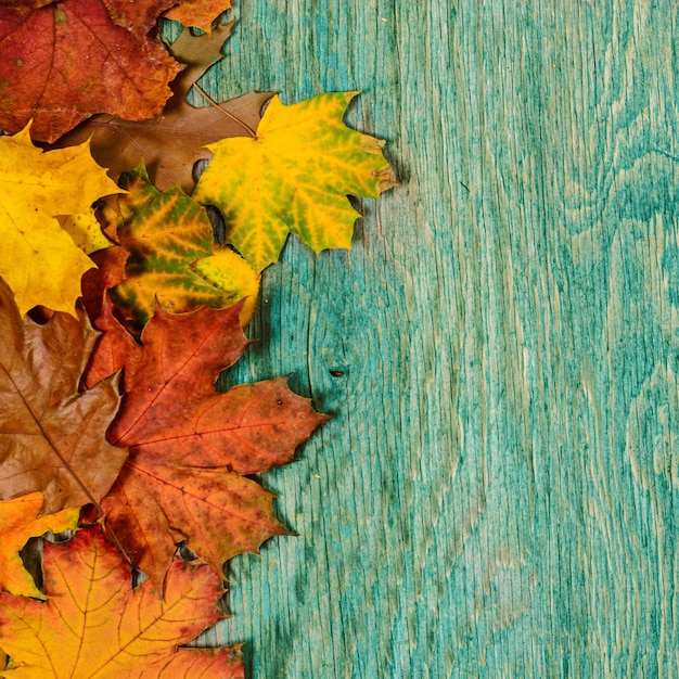Frame van levendige kleurrijke herfstbladeren op de grunge houten cyaan bureau vintage seizoensgebonden achtergrond