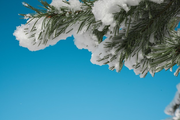 Frame van pijnboomtakken in sneeuw op blauwe hemel