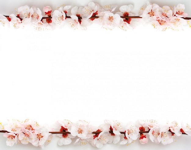 Frame van sakura op witte achtergrond