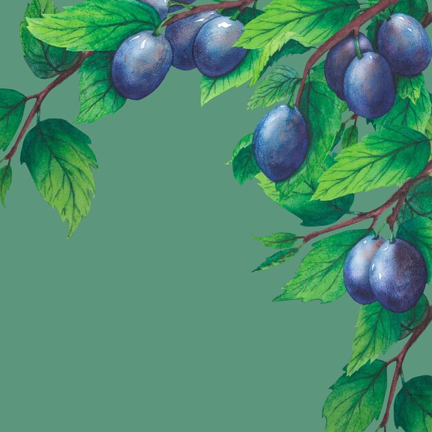 녹색 잎과 과일이 있는 수채화 매화 나뭇가지의 프레임 손으로 그린 매화 배경 클립 아트