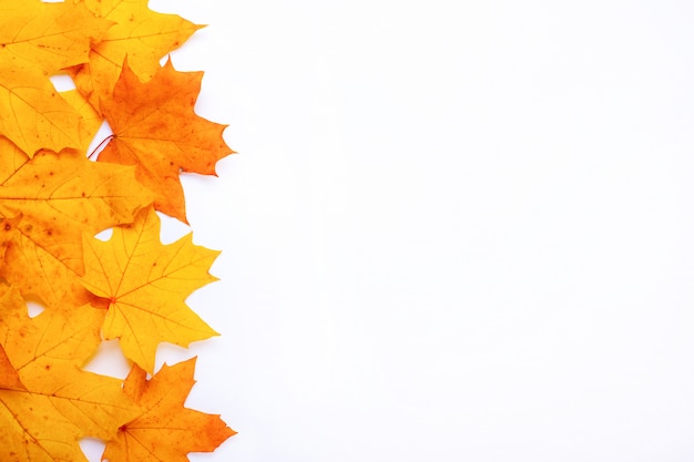 Photo frame with autumn orange maple leaves on a white background