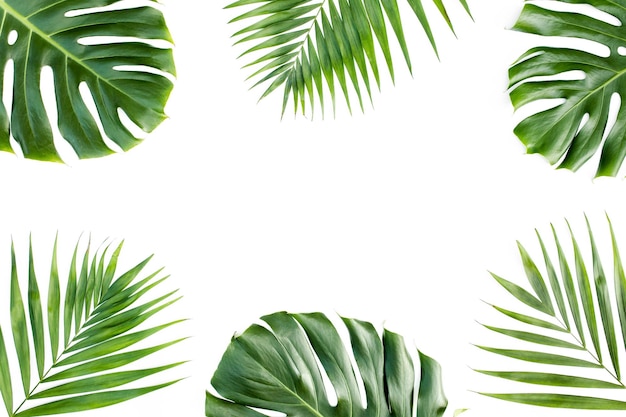 Фото Рамка с экзотическими тропическими пальмовыми листьями монстера на белом фоне плоский вид сверху