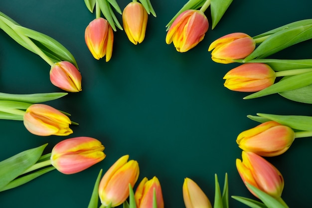 Cornice con tulipani gialli-rossi freschi su sfondo verde scuro. concetto di giornata internazionale della donna, festa della mamma, pasqua