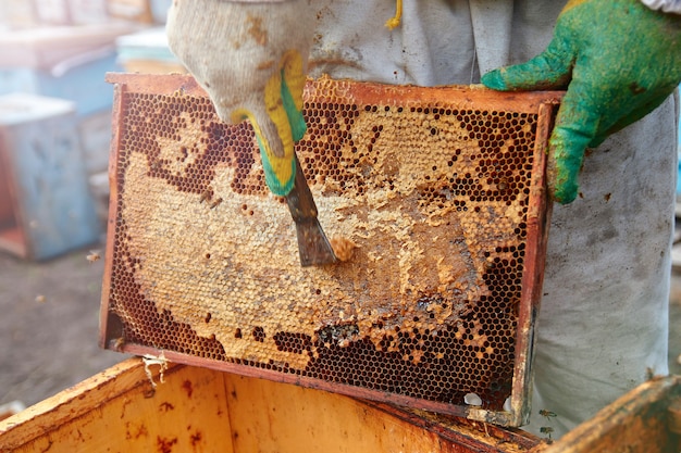 Frame with honeycombs in the hive