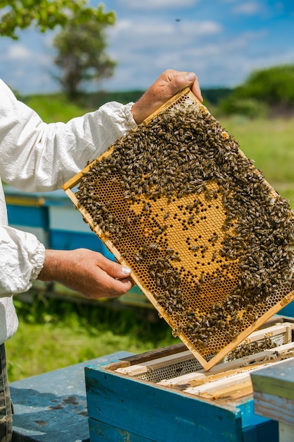 Frame with honeycombs with honey in the beekeeper's hands on an apiary