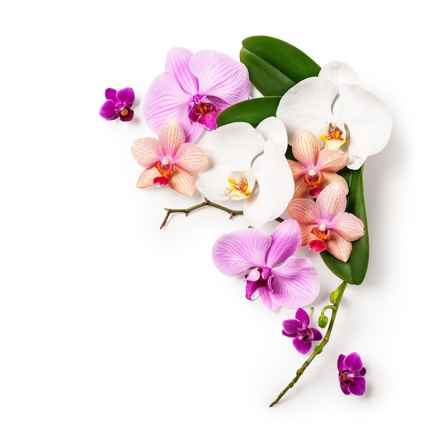 Рамка с цветами орхидеи