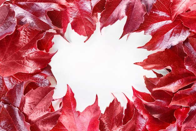 Frame with red decorative wild grape leaves isolated on white background. Decorative fox grape