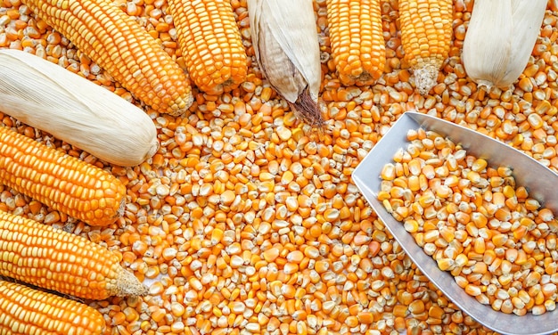 Frame of yellow corn and seeds background