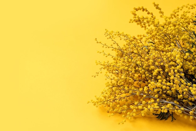 Frame of yellow mimosa flowers on yellow solid bakground