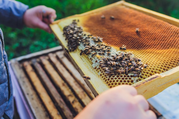 Frames of a bee hive. Beekeeper harvesting honey. .