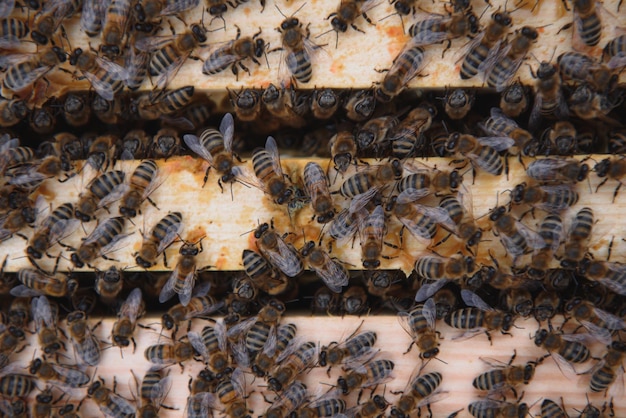 Frames of a beehive Close up view of the opened hive body showing the frames populated by honey bees