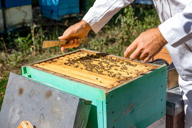 Frames van bijenkorf. Imker die met apair werkt. Man aan het werk met honingbij. Natuurlijke honing.