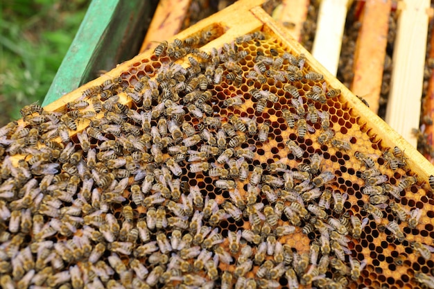 Frames with bees in the apiary