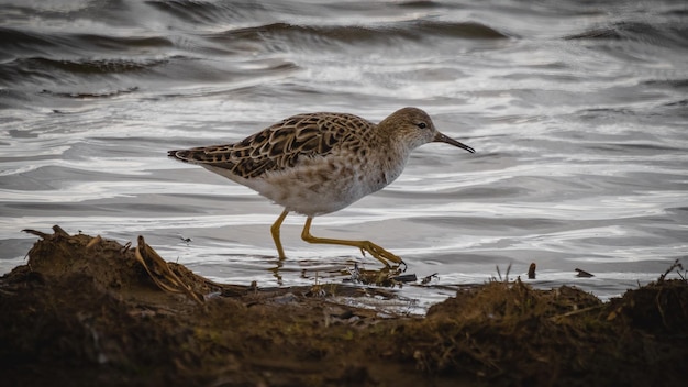 Frampton Marsh 14