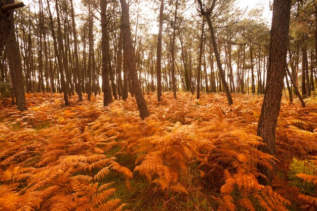 France, Bretagne, autumnal forest