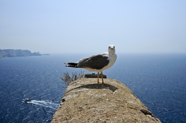 France corsica bobifacio seagull and mediterranean sea