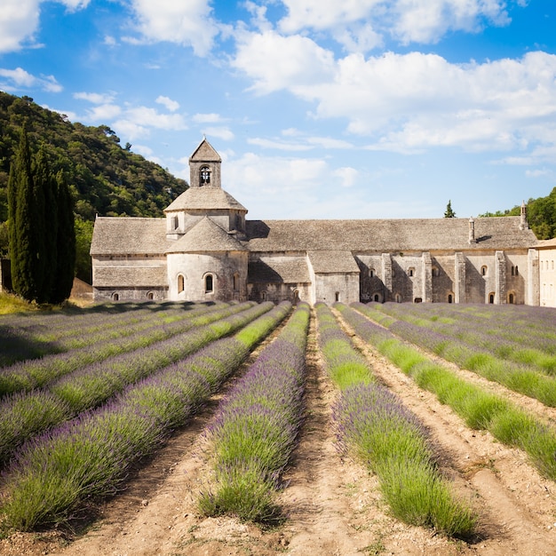 France, Provence Region, Senanque Abbey. Lavander field in summer season.