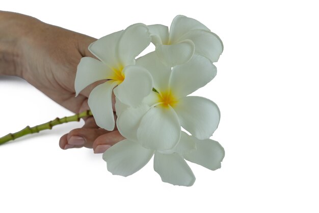 Frangipan flowers in a woman hand isolated on white