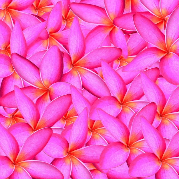 Photo frangipani background