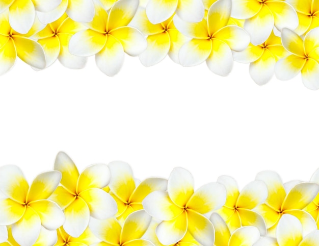 Frangipani background