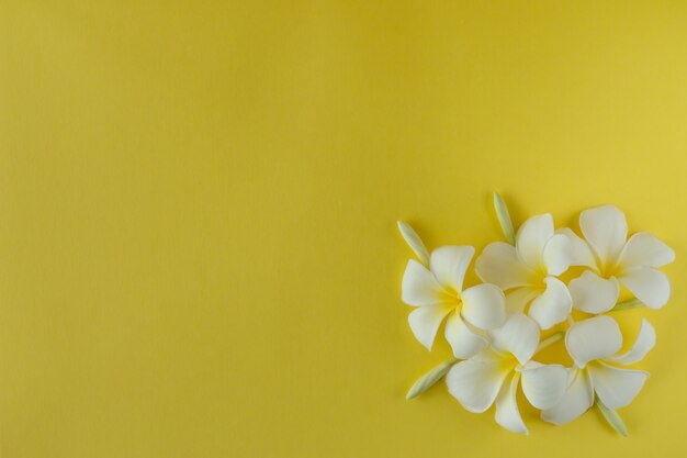 Frangipani bloeit op een gele ondergrond