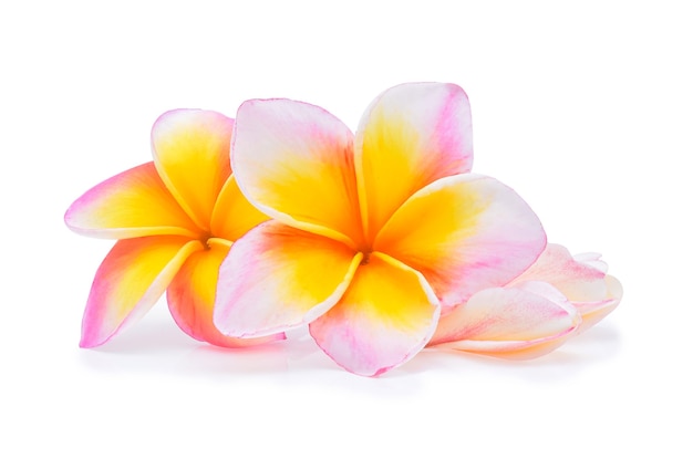 Frangipani bloem geïsoleerd wit.