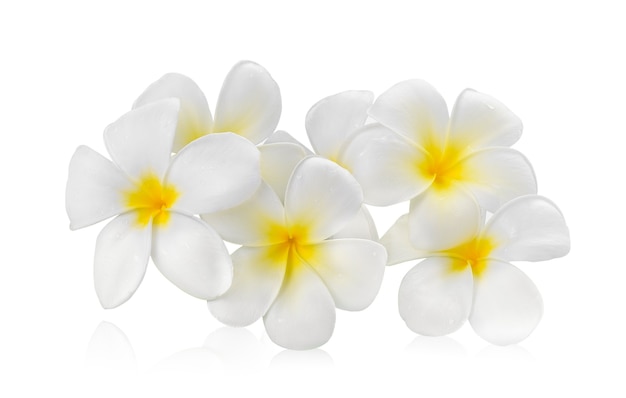 Frangipani bloem geïsoleerd