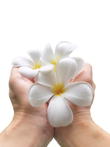 Frangipani bloem in de hand