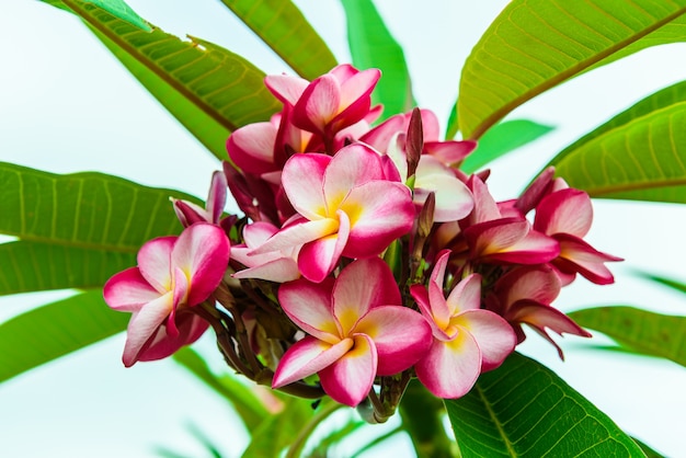 Frangipani bloem op de boom in de natuur