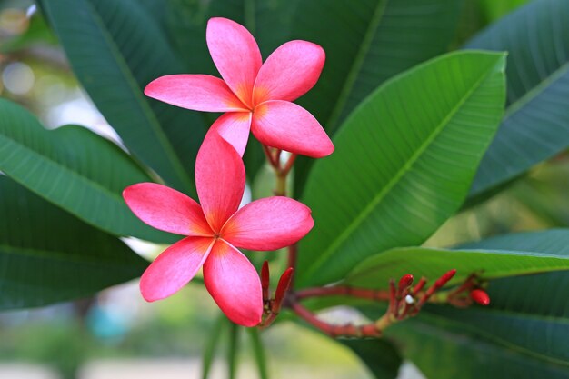 Frangipani bloem op een boom