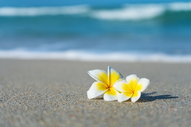 Frangipani bloem op het strand tegen de muur van de zee. Vakantie in de tropen. Rust en ontspanning aan zee concept