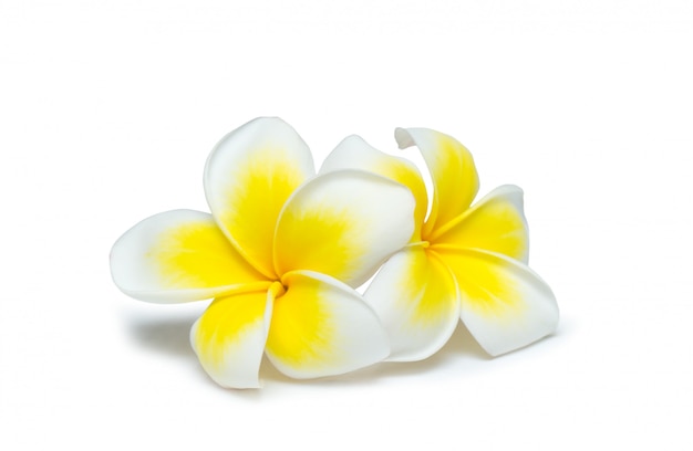 Frangipani bloem