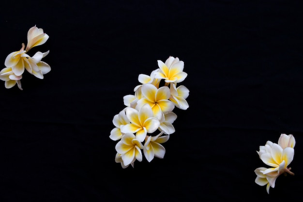 Frangipani bloemen arrangement ansichtkaart stijl op zwart