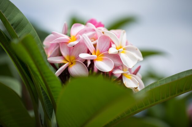 Frangipani bloemen close-up prachtige Plumeria