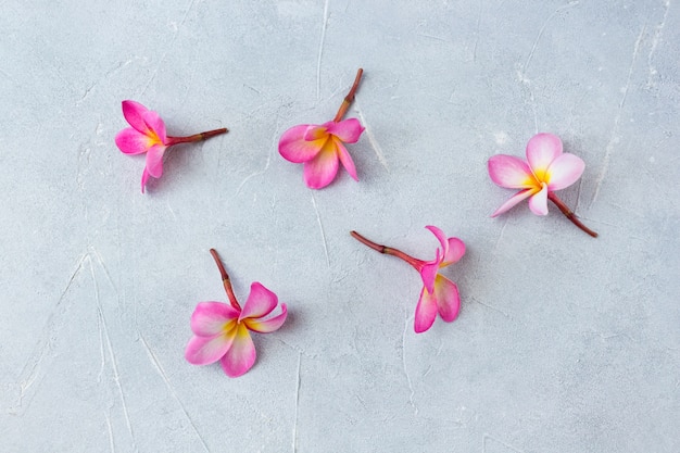 Frangipani bloemen plat op beton.