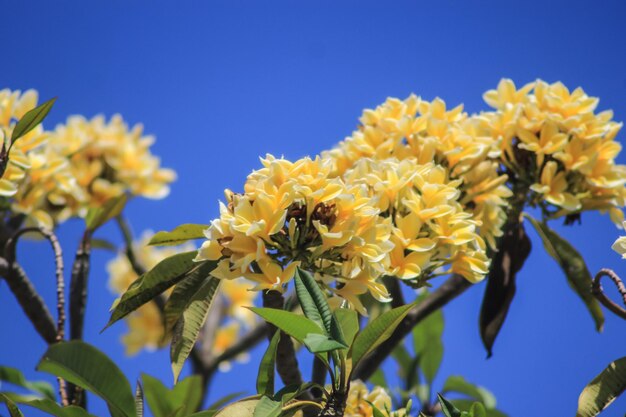 Foto frangipani bloemen