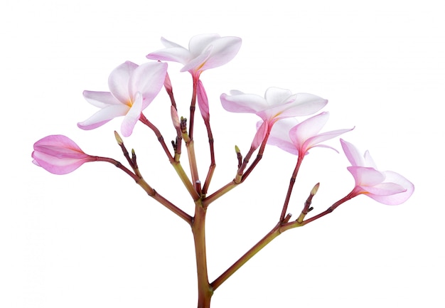 Frangipani bloemen