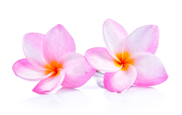 Frangipani bloemen