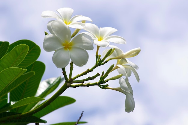 frangipani bloemen