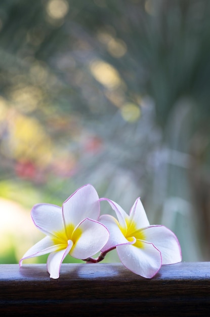 frangipani bloemen