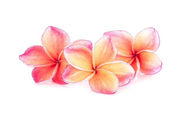 Frangipani fiower isolated on white background