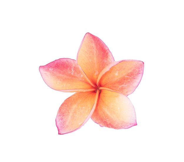 Frangipani fiower isolated on white background