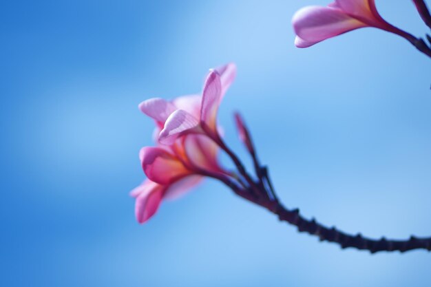 Photo frangipani flower against blu sky