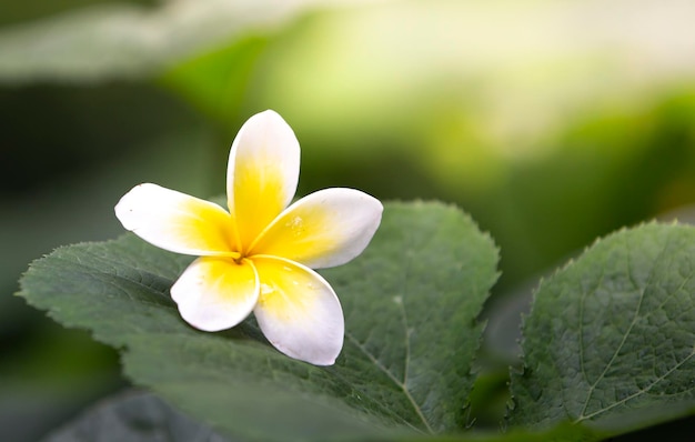 Photo frangipani flower in the garden