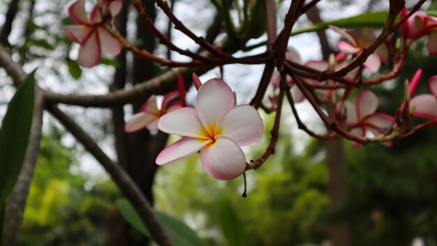 Дерево зеленого цвета цветка Frangipani и текстура листа